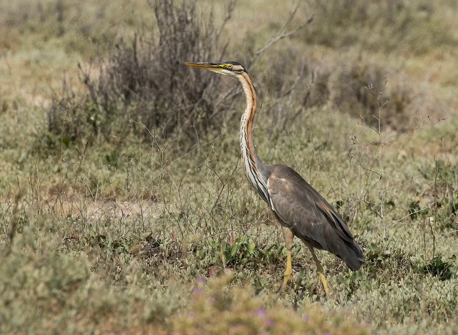 Purperreiger