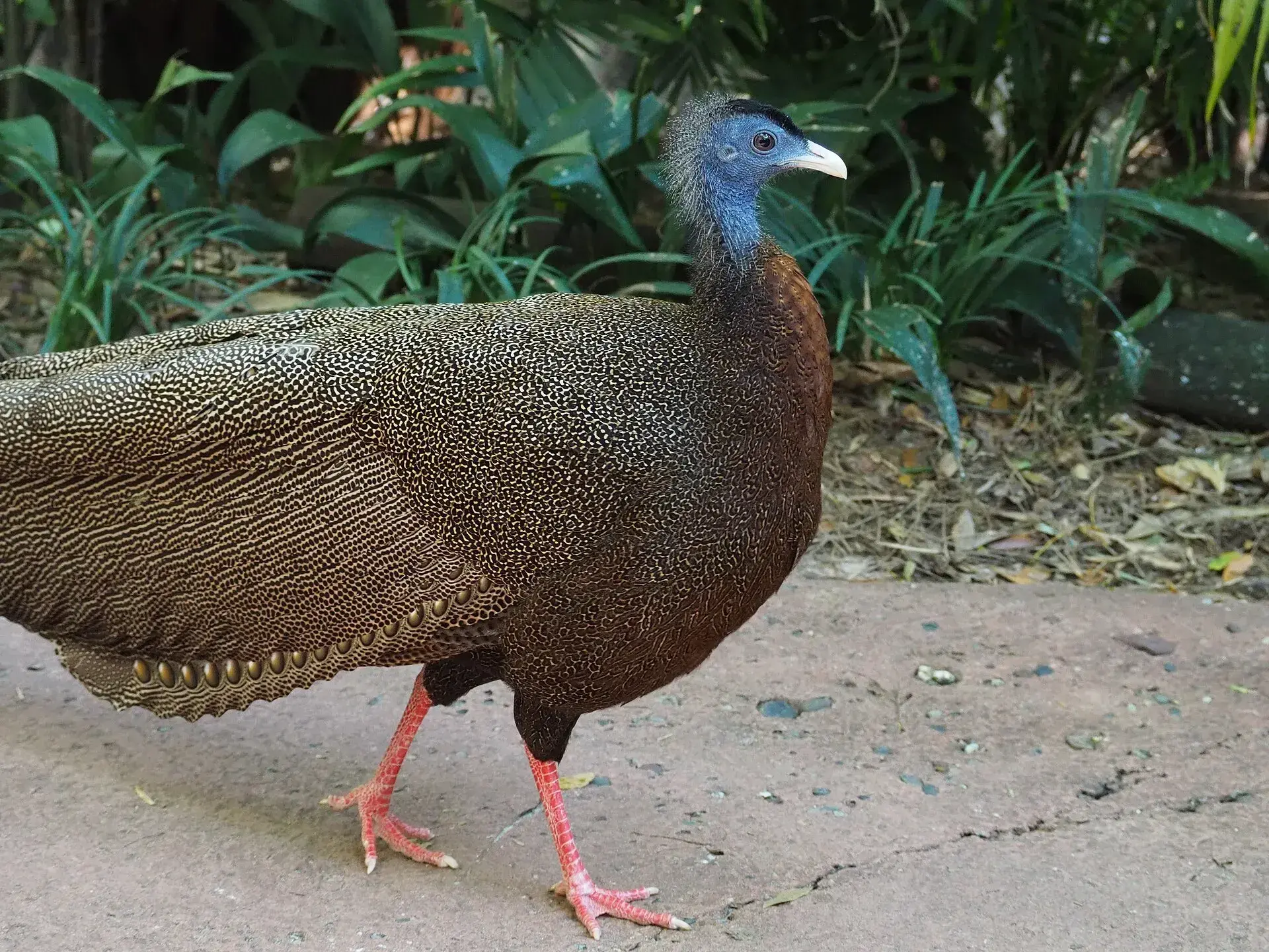 Kuau Besar