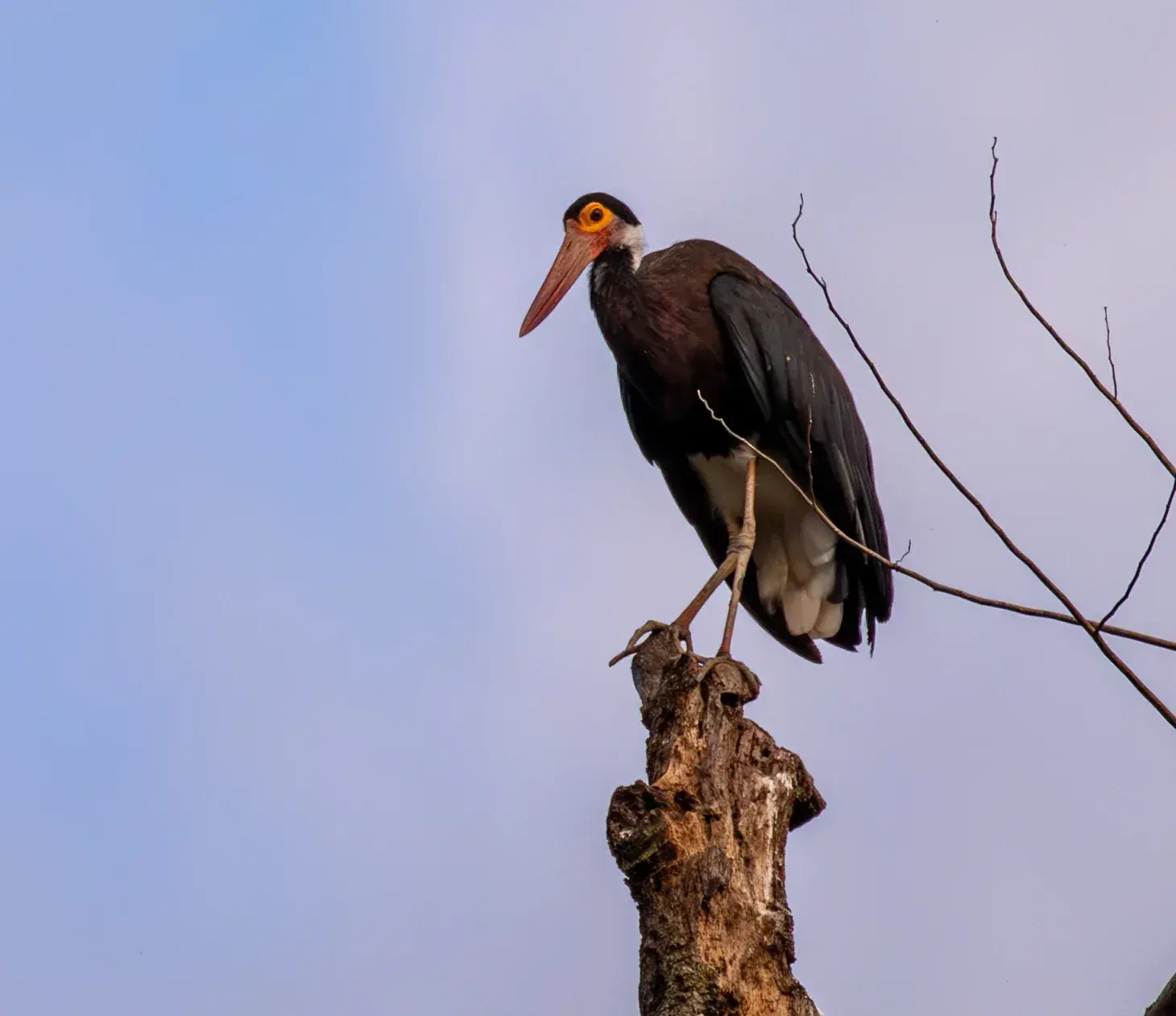 Storm's Stork