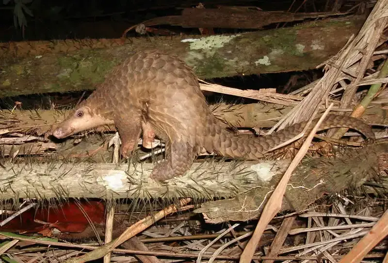 Soendapangolin
