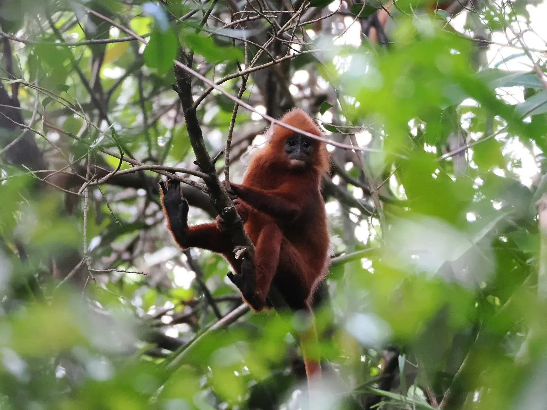Rode langur