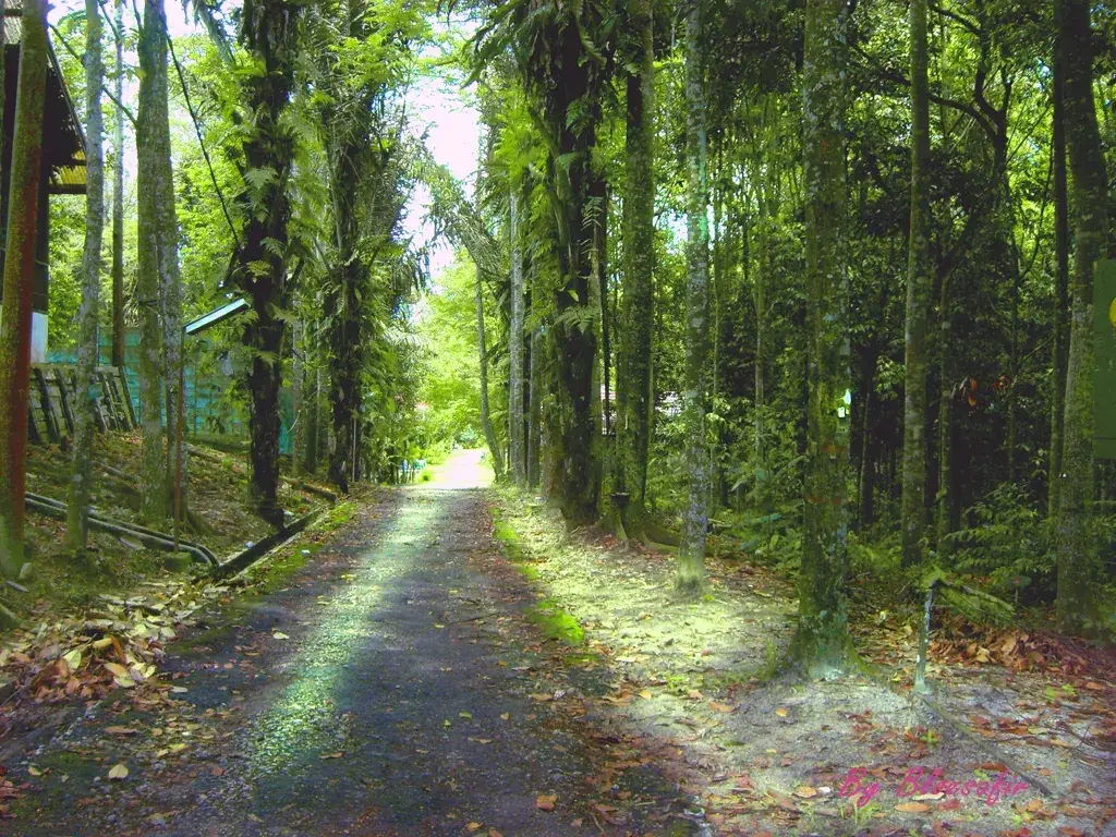 Gambar yang menunjukkan lokasi Taman Hutan Raya Bukit Soeharto di Nusantara
