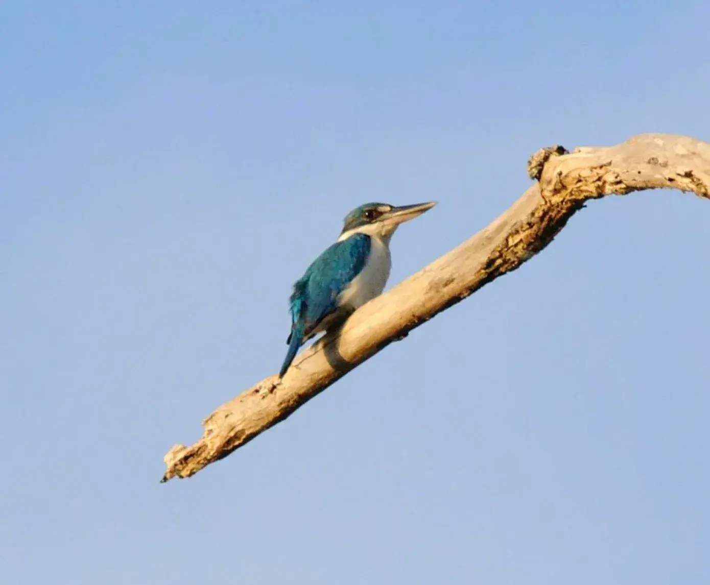 Witkraagijsvogel