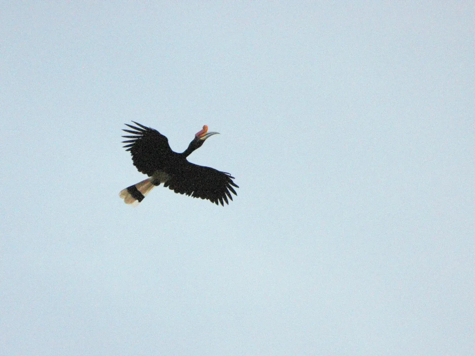 Neushoornvogel
