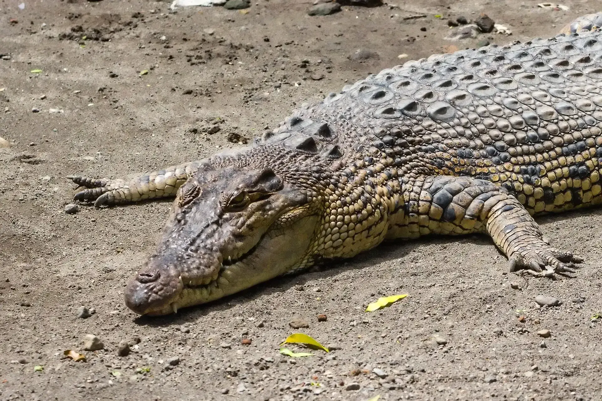 Zoutwaterkrokodil