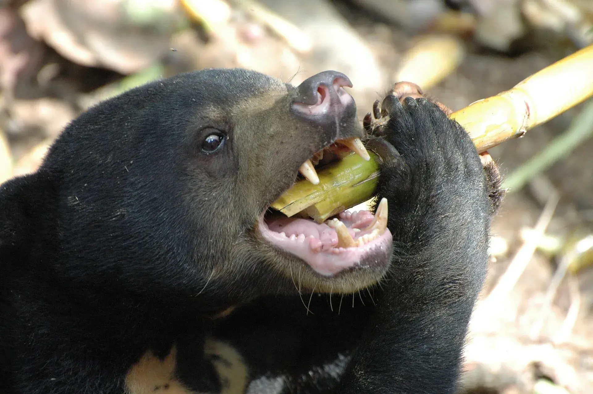 Sun Bear