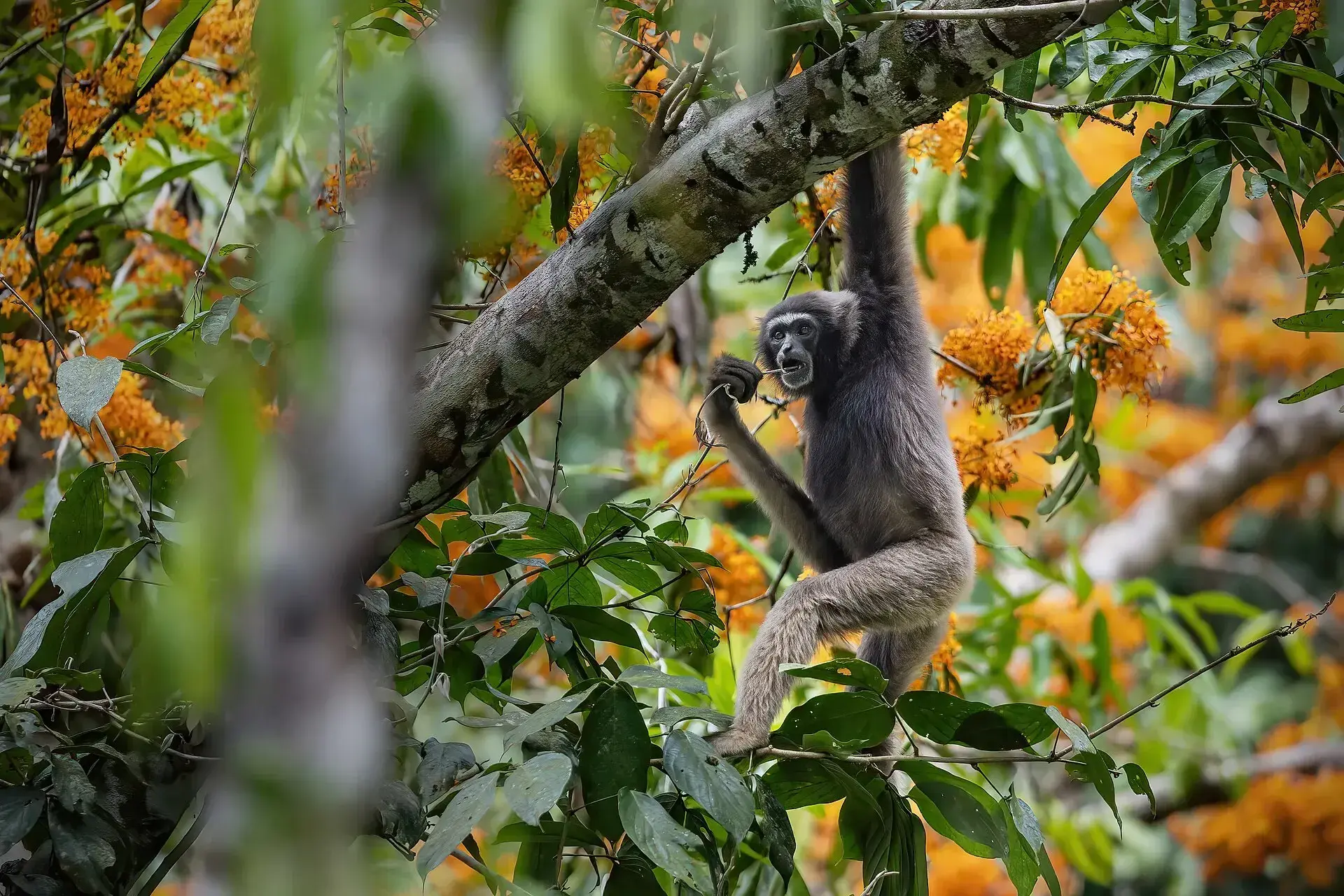 Müller's Gibbon