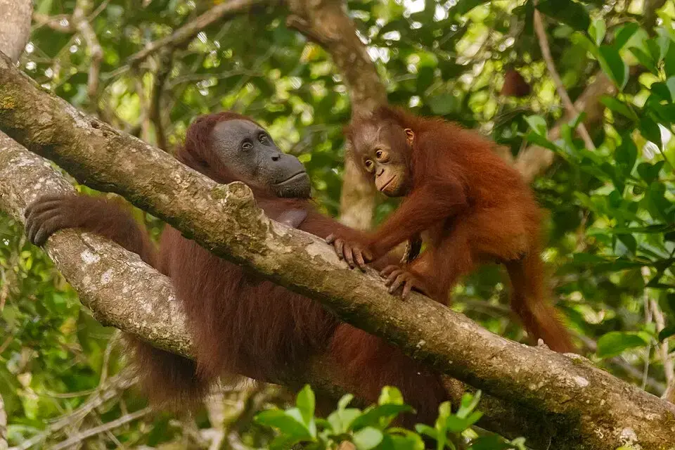 Bornean Orangutan