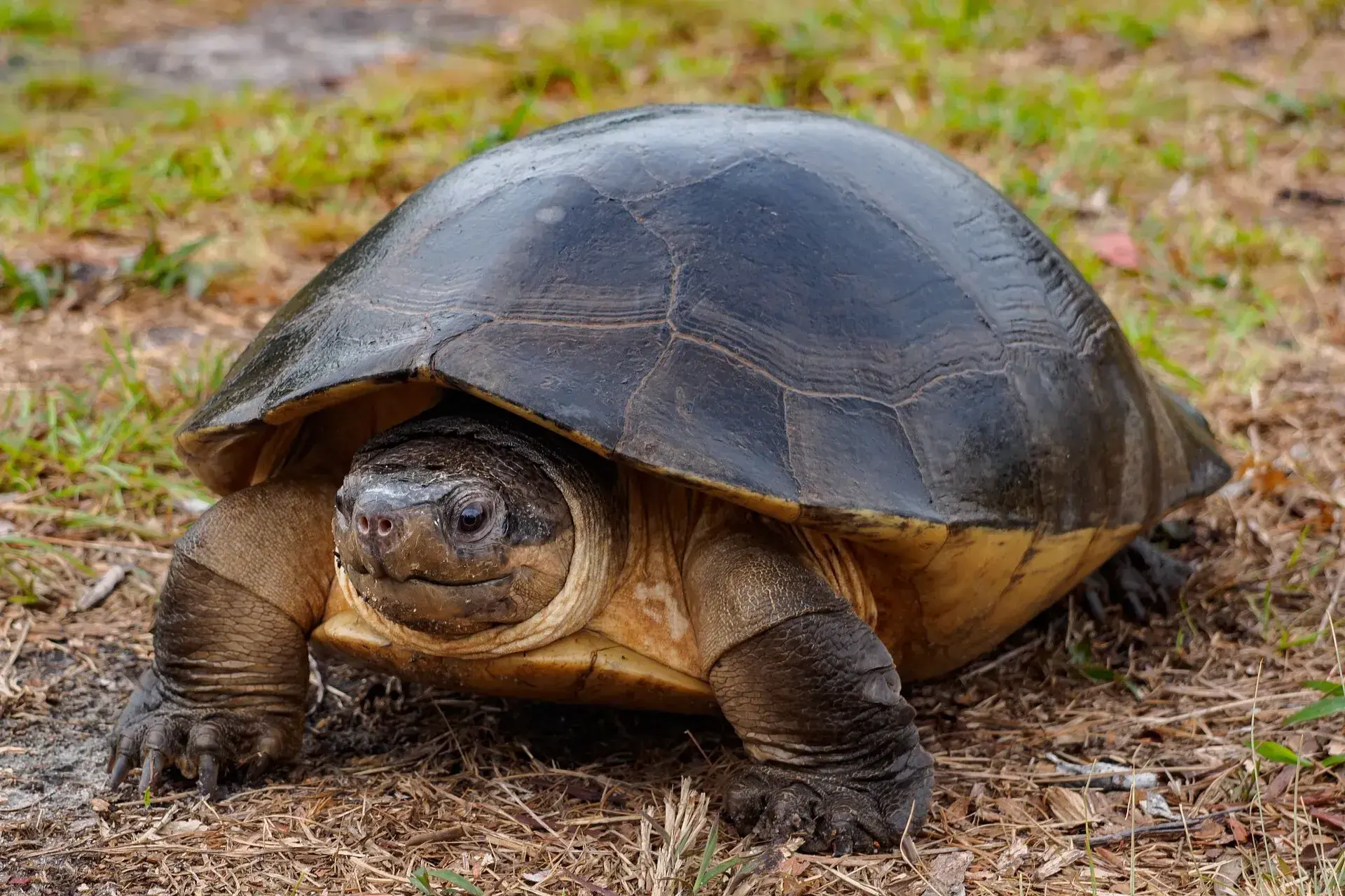 Bornean River Turtle