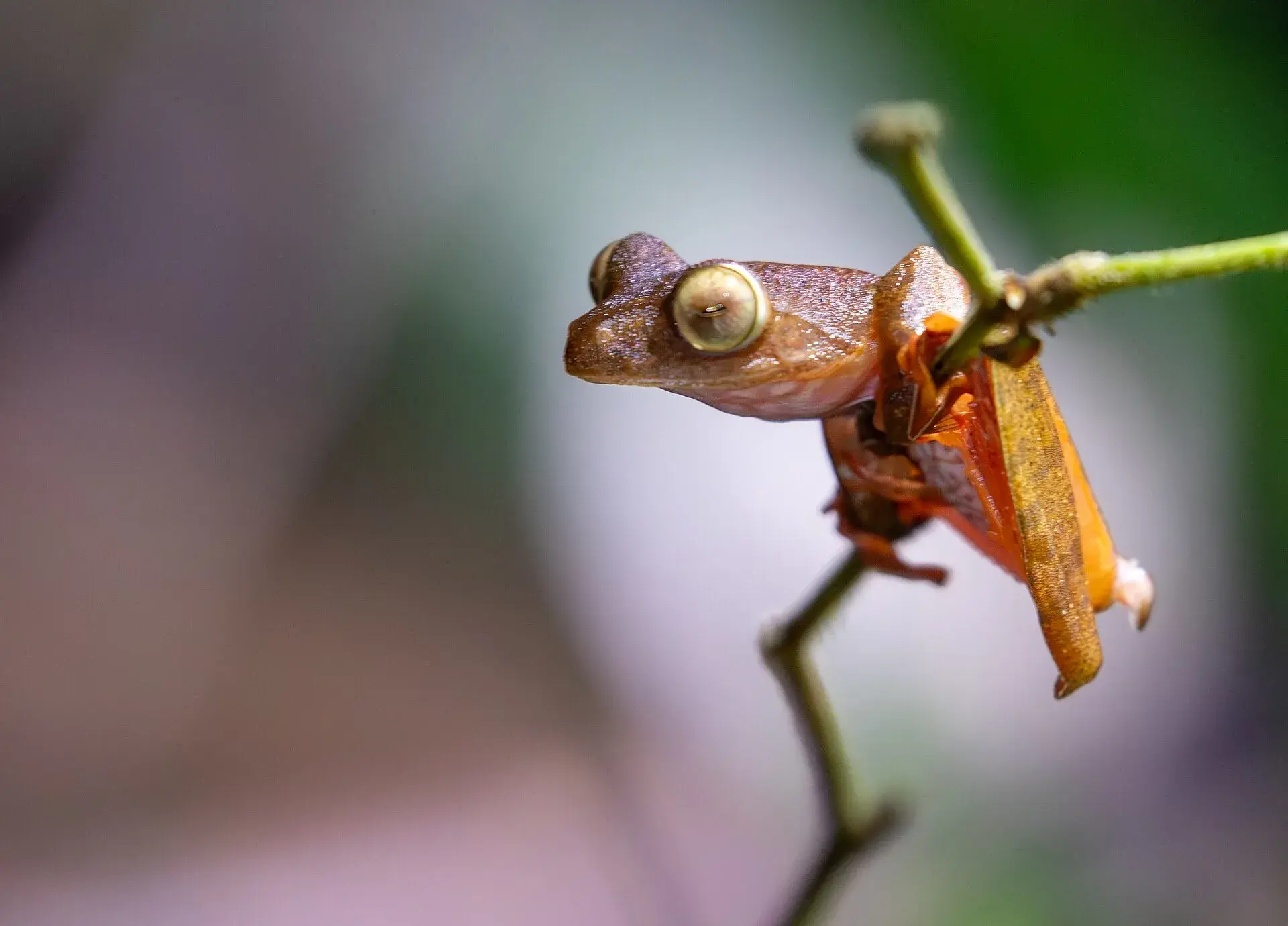 Harlequin Tree Frog