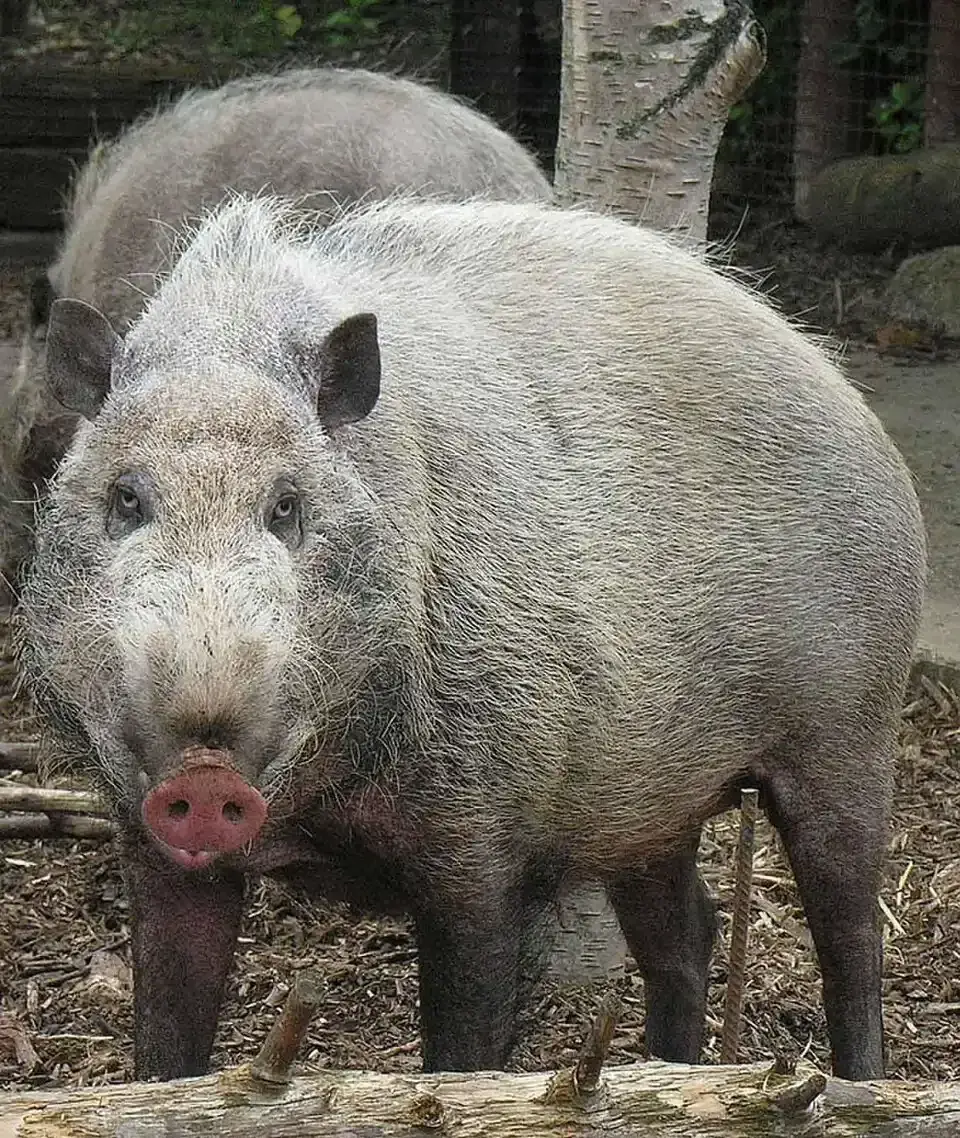 Baardvarken