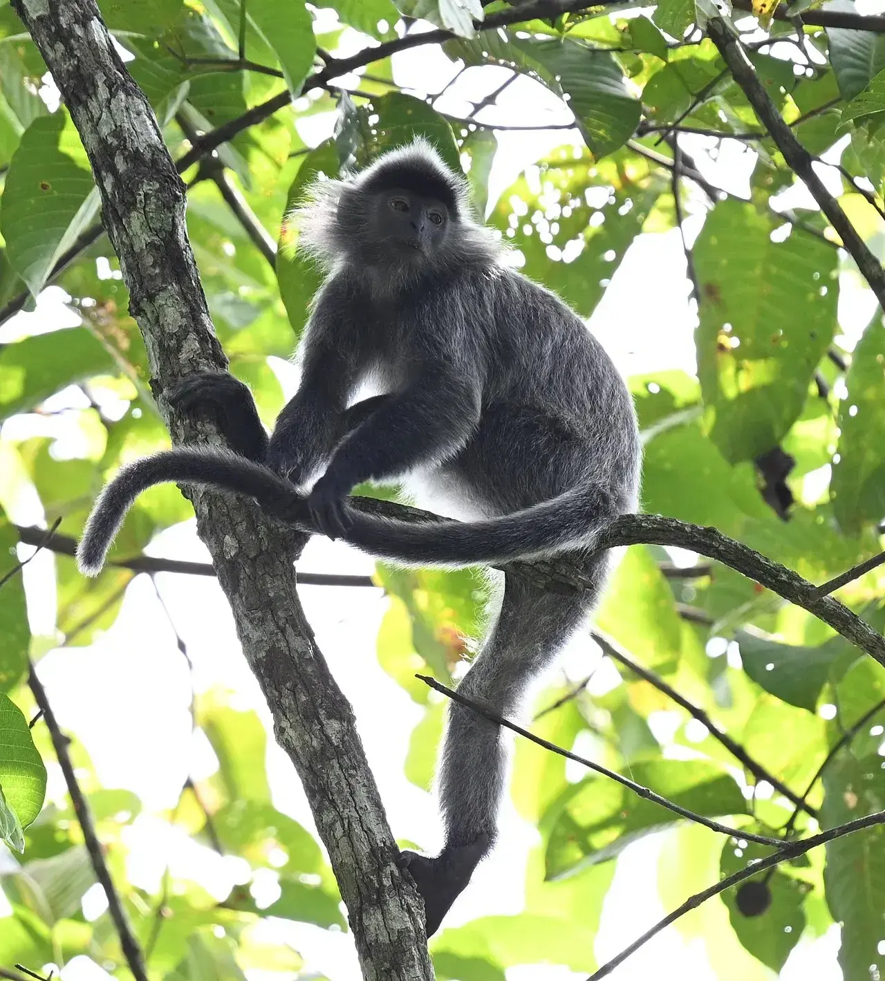 Zilverlangur